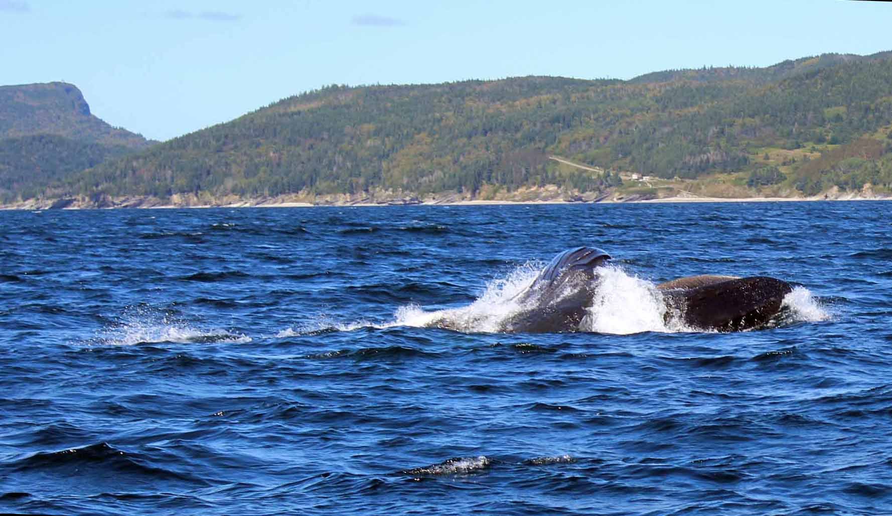 Humpback whale feeding on surface Baie de Gaspe, Quebec with Appalachians in background